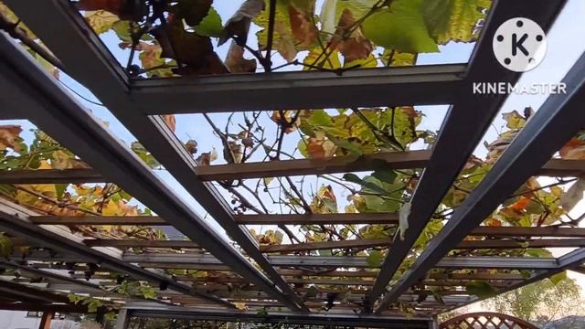 Vlog ?? Мировая закуска /Грибы из Бельгии/дача ? смотреть онлайн