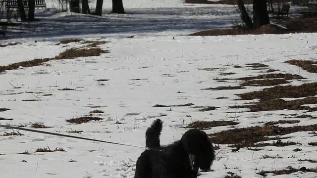 Малые пудели смотреть онлайн