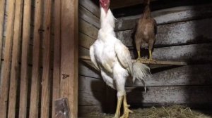 Бойцовый петух-Белый.Маточник. 4 года. Fighting Rooster - White. 4 years.