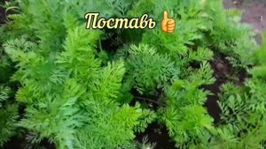 Чтобы морковь росла большая. УРОЖАЙ будет всегда!