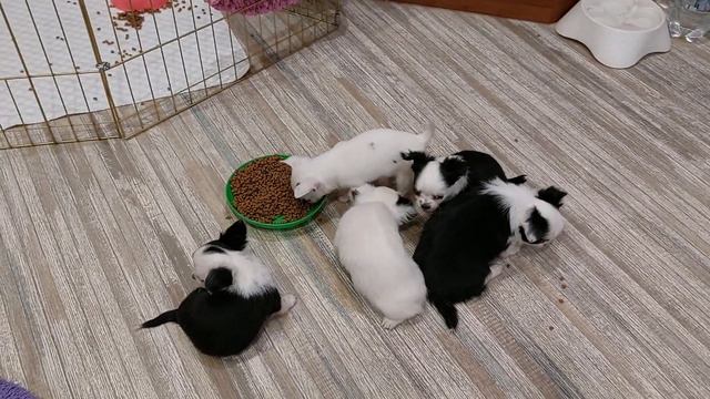 малыши чихуахуа кушают, питомник Кастропуло Крым купить красивого щенка+79787458062 viber WhatsApp