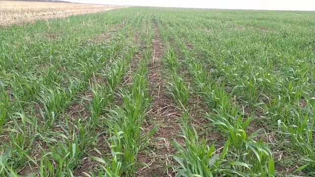 пшеница "гадкий утёнок" состояние на 18.04.2021 смотреть онлайн