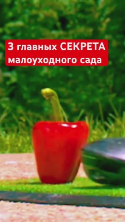 3 секрета как МЕНЬШЕ РАБОТАТЬ в саду