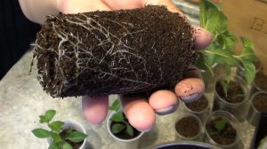 Черенкование гортензии от начала до конца в одном видео.  Отвечаю на вопросы по предыдущим роликам.