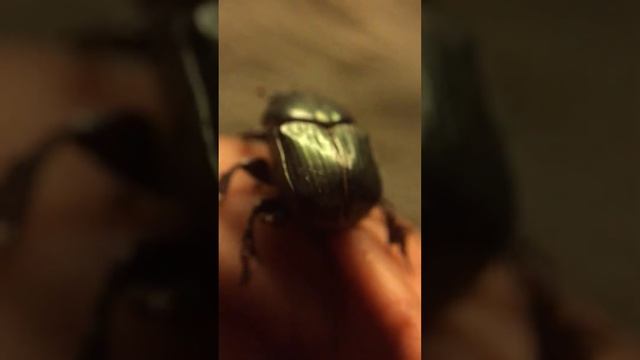 Dung beetle flight prep смотреть онлайн