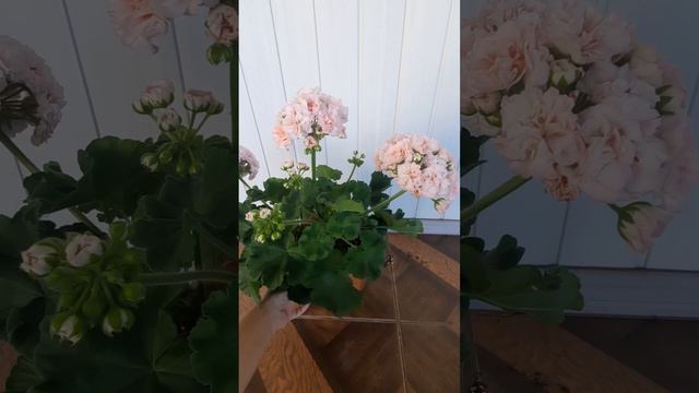 #пеларгония Персиковый Авантюрин ||14.08.2023 смотреть онлайн