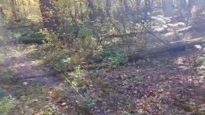 Влог:Осенняя прогулка в лес...10.10.2021г