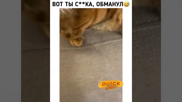 Обманул