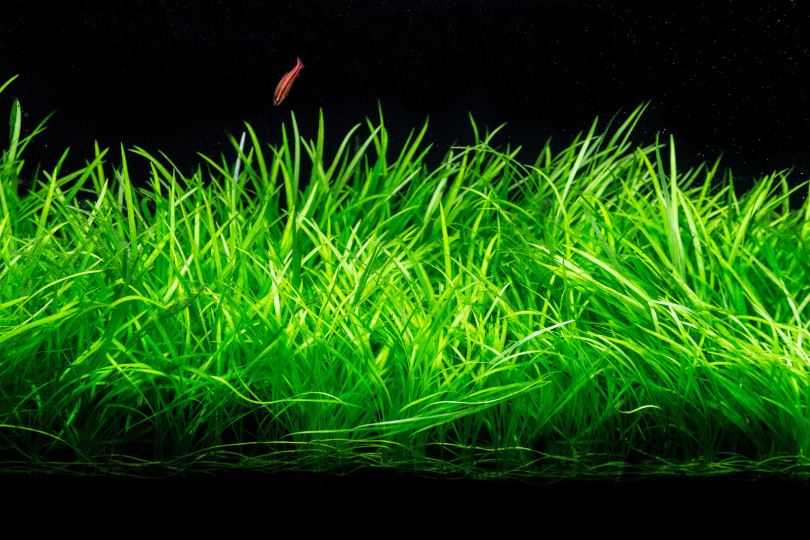 Аквариумные растения для начинающих аквариумистов! Какие растения надо садить в аквариум новичку! смотреть онлайн