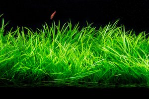 Аквариумные растения для начинающих аквариумистов! Какие растения надо садить в аквариум новичку!