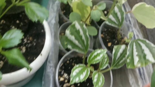 Комнатные цветы в апреле| Обзор стеллажа 3 часть смотреть онлайн