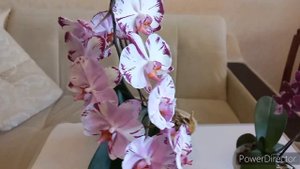 ЦВЕТЕНИЕ ОРХИДЕЙ/сентябрь 2023.//Мои Цветущие Орхидеи на подиуме!/Вы должны увидеть этих красоток!😍