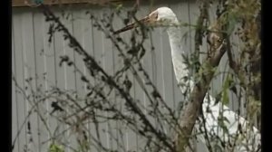 Охрана животных и растений