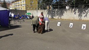 Ньюфаундленд, видео с выставки собак
