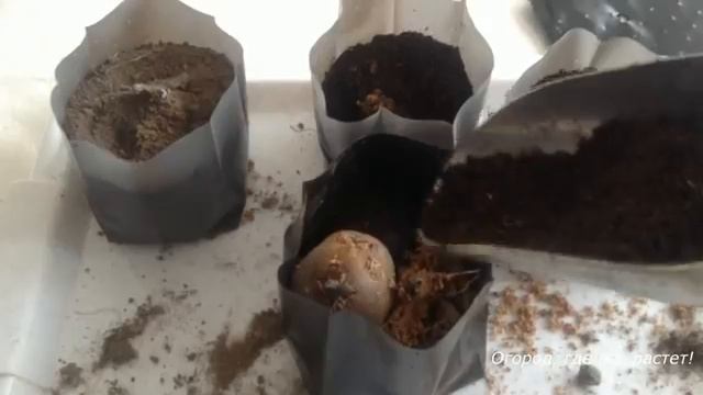 Как сохранить сортовые признаки картошки.mp4 смотреть онлайн