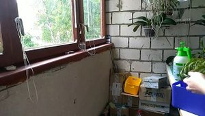 Посылка,распаковка долгожданного растения. Тилландсия почтой.Орхидеи почтой.Ксерографика тилландсия
