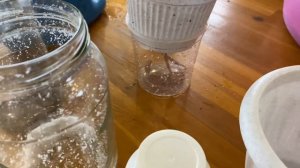 Бегония на Фитиле!!! Как я это делаю??