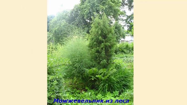 В моём саду. Кусты всякие.