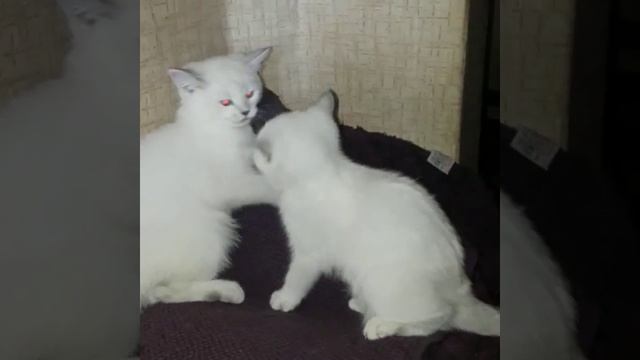 Котята шиншилла поинт; котик и кошечка