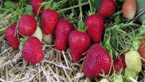 Земклубника  Азия.