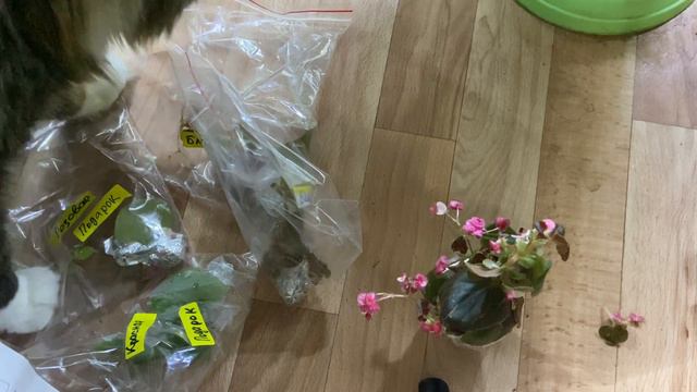 Что делать с растениями которые пришли почтой смотреть онлайн