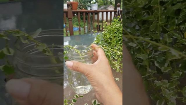 Propagacion de planta Ficus pumila (sunny) смотреть онлайн