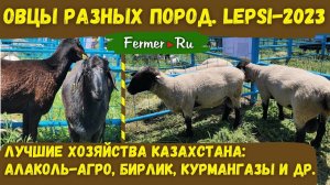 Гордость Казахстана: Эдильбаи от Алаколь-Агро, Бирлик, Курмангазы. Овцы других пород. Lepsi-2023