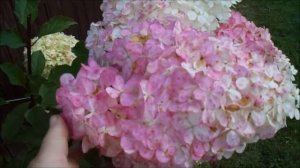 ВОСТОРГ!! САМАЯ КРАСИВАЯ ГОРТЕНЗИЯ ВАНИЛЛА ФРАЙЗ