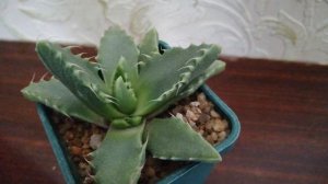 Фаукария тигринна, выращенная из семян