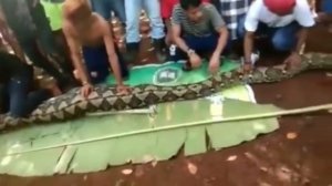 23 ft long pythons swallows lady in Indonesian