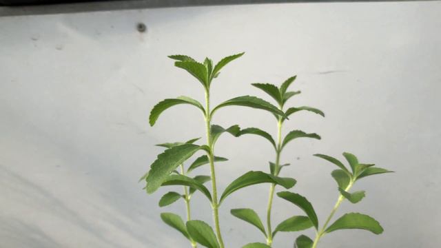 Stevia rebaudiana 香草植物 甜葉菊(甜菊) смотреть онлайн