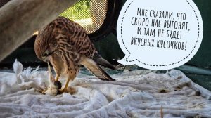 Кошка Морошка не возражает быть овцой, а Сова Филин Ёль не поддерживает такое. Карасик в кувшинках!