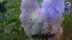 Гурт Made In Ukraine Клён Зелен Смуглянка 2010