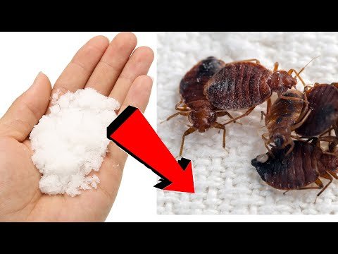 Как избавиться от клопов за 3 минуты