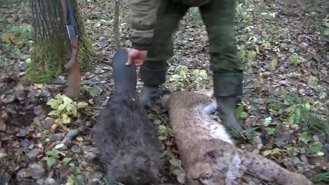 ИЖ-27. 16 калибр. ОХОТА НА Рысь и БобрА. Промысел. Год 2000-лохматый смотреть онлайн