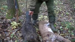 ИЖ-27. 16 калибр. ОХОТА НА Рысь и БобрА. Промысел. Год 2000-лохматый