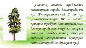 ТОПОЛЬ - ДЕРЕВО ЖИЗНИ