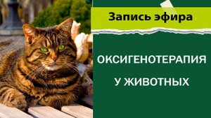 Оксигенотерапия у животных