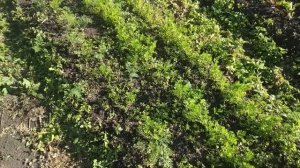 Когда прореживать морковь? Эксперимент.