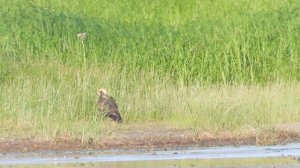 Болотный Лунь, наблюдение птиц, 14 августа 2023, Новгородская область, деревня Еруново