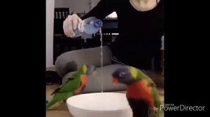 Животные танцуют Половина моя