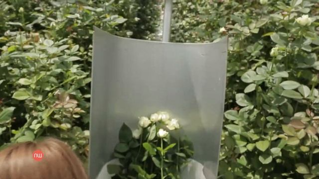 Бізнес із ароматом кохання. Асканія-Флора