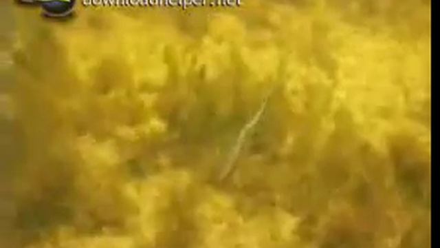 Наружное оплодотворение и нерест у рыб смотреть онлайн