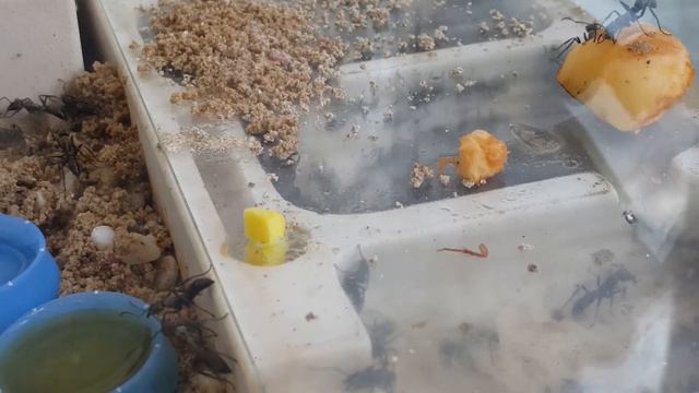 Муравьи (Neoponera villiosa) смотреть онлайн