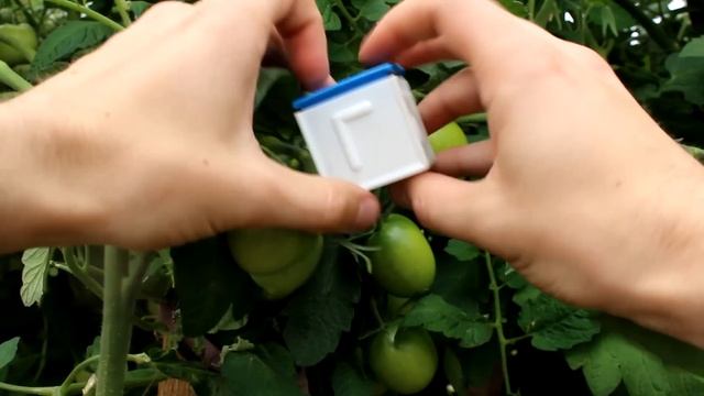 Как вырастить квадратный помидор. смотреть онлайн