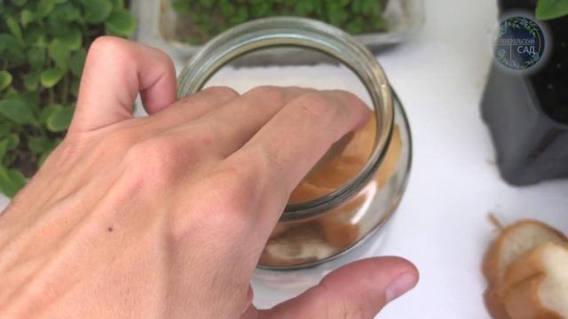 Немного Этого и Любая Рассада Пойдёт в Мощь! Удобрение Своими Руками для Всех Растений! смотреть онлайн