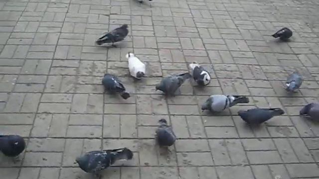 MVI 0887 смотреть онлайн