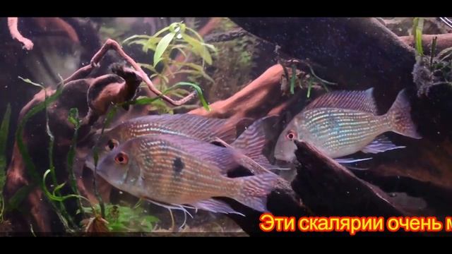 Скалярии Леопольда: условия содержания
