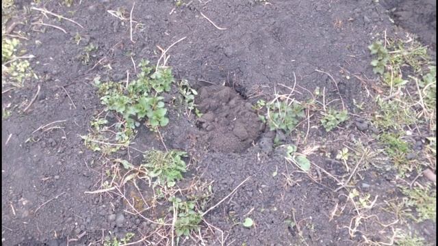 как поймать крота, слепыша//вредители на нашем участке смотреть онлайн