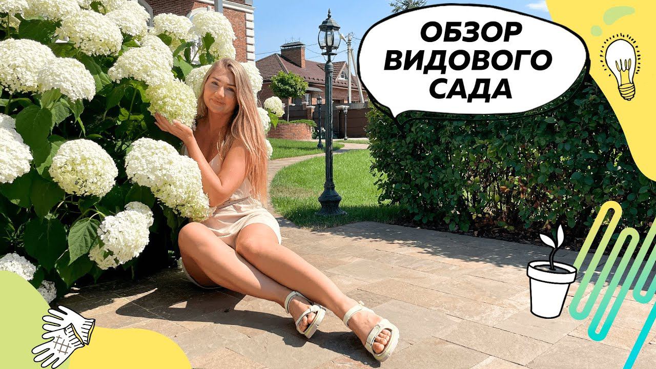 Обзор видового сада | Кулисная посадка | Гортензия Аннабель | Плодовый сад | Огород | Живая изгородь